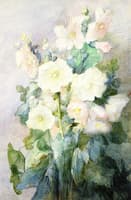Hollyhocks