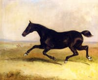 The Runaway Horse