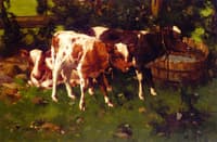 Calves