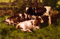 Calves Resting