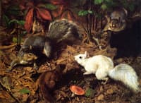 Squirrels