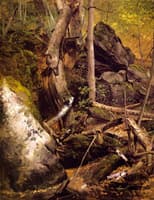 Forest Interior
