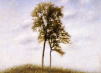 Young Oak Trees