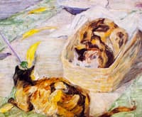 Cat Basket