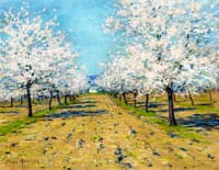 Apple Blossoms
