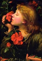 Camellia Blossoms