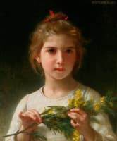 Mimosa