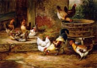 Barnyard Fowl
