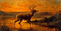 Ten Point Buck in Evening Twilight