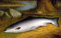 The Successful Catch