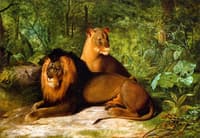 Lion and Lioness