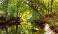 Forest Stream