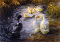 Ducks among the Reeds in a Pond
