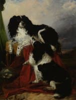 King Charles Spaniels