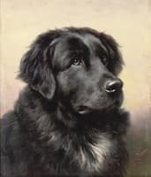 Newfoundland