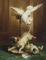 Parrot and Pugs