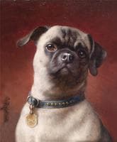 Pug