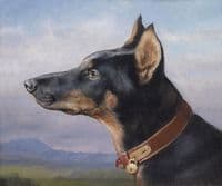Portrait of a Doberman