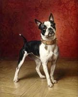 A French bulldog
