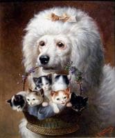 The Poodle's Friends