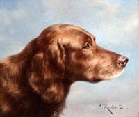 Irish Setter