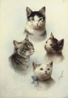 Cute Cats
