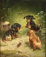 Dachshund puppies at play