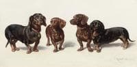 Four Dachshunds