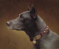 Black Doberman
