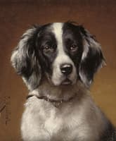 Study of a spaniel