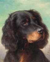 A Gordon setter