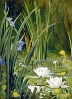 Waterlilies