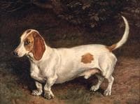 A Favorite Dachshund