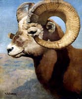 Bighorn Sheep