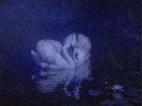 Swans