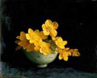 Marsh Marigolds
