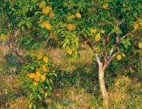 The Lemon Tree