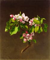 Apple Blossoms