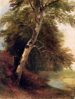 Nature Study: A Birch Tree