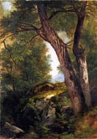 Butternut Tree at Hague, Lake George, New York