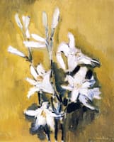 Madonna Lilies