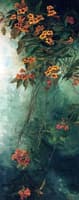 Trumpet Creeper