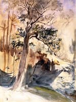 Patch of Forest with an Oak Tree