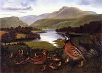 Quail in Landscape