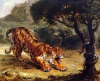 Tiger Growling at a Snake