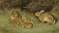 Rabbits