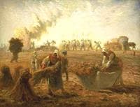 Buckwheat Harvest, Summer