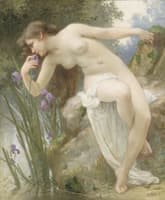 The Fragrant Iris