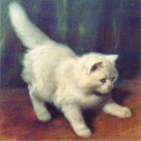 Angora Kitten