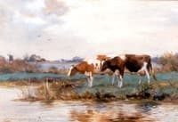 Cows Drinking